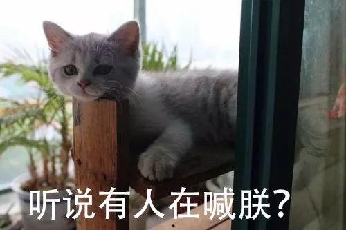 猫之谷全集在线观看,探寻神秘谷地，揭秘猫咪世界的奇幻之旅  第2张
