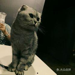 猫之谷全集在线观看,探寻神秘谷地，揭秘猫咪世界的奇幻之旅  第3张
